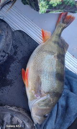 Perch Paule review photo