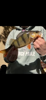 Perch Paule review photo