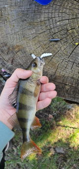 Perch Paule review photo