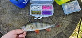 Perch Paule review photo