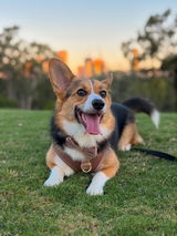 Cleo review photo