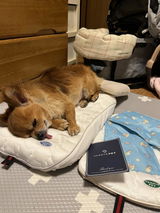 ゆかぽぽ review photo