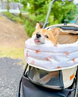 とらのもんきち review photo
