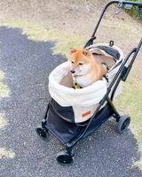 とらのもんきち review photo