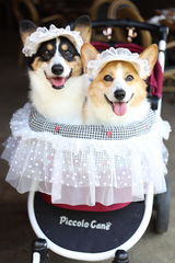 めるるいママ review photo