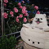 ラビー review photo
