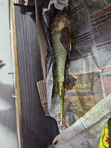 Rahul Bhoir review photo