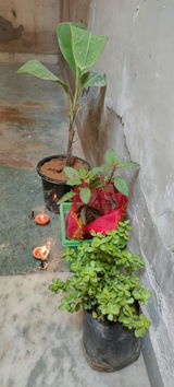 Sachin Kumar review photo