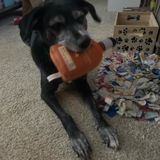 doglover21 review photo