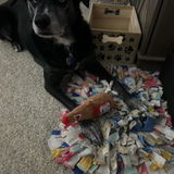 doglover21 review photo