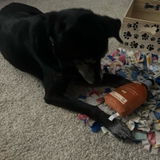 doglover21 review photo