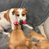 momof3kids3dogs review photo