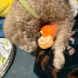daisyday review photo