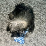 DancingFam14 review photo