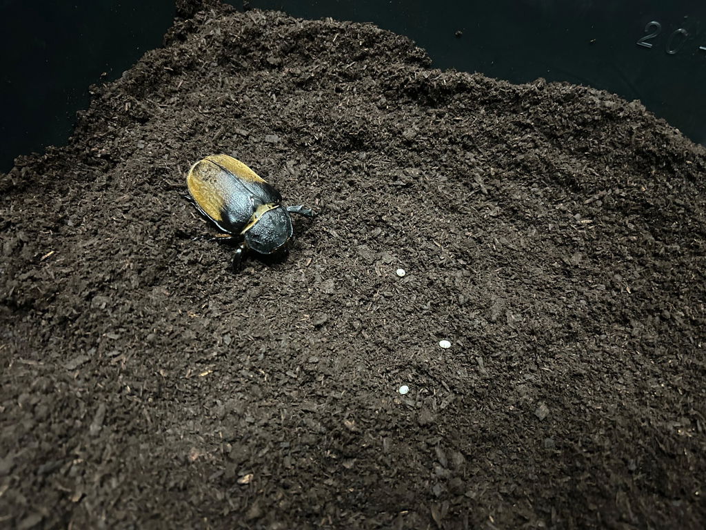 J-01 微粒子完熟マット – HAWAIIAN BEETLE
