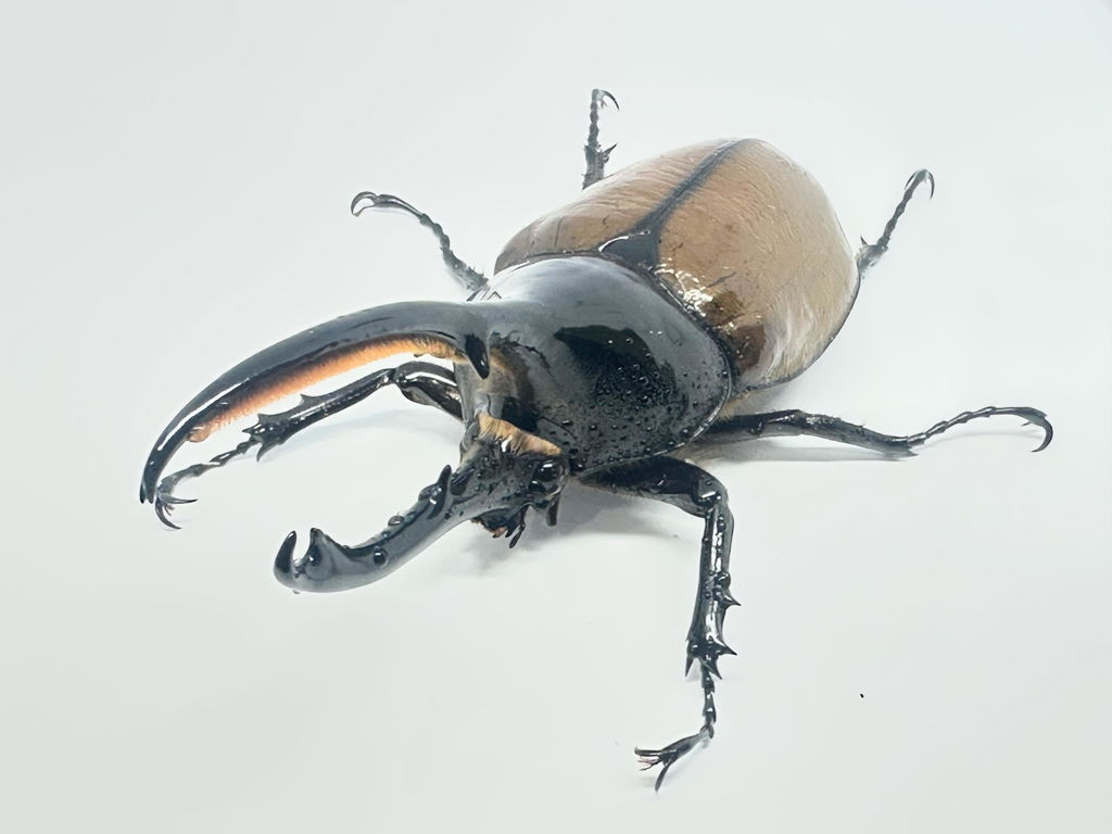 J-01 微粒子完熟マット – HAWAIIAN BEETLE