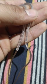 Tigerian Jatin review photo