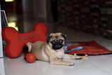 Abhishek Das review photo