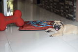 Abhishek Das review photo