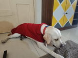 Harsha review photo