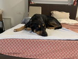 Ani review photo