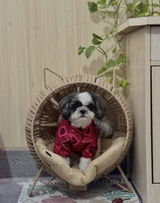 Avni . review photo