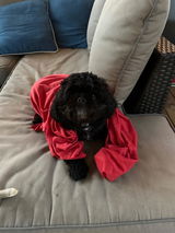 TheCavapooCole review photo