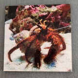 shelly nevans review photo