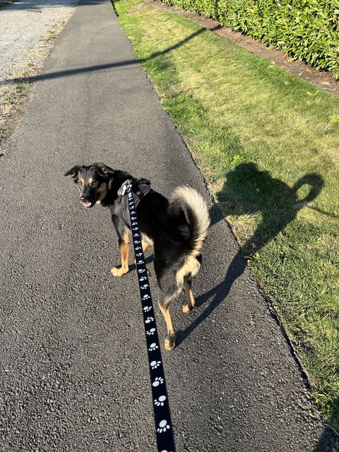 Reflective Leash for Puppy and Cat
