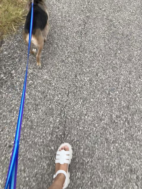 Trio Polyester Dog Collar