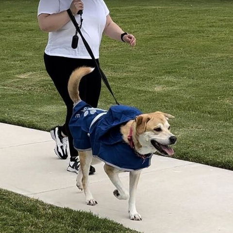 Reflective Bungee Dog Leash with O-Ring