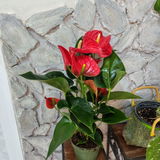 عبود review photo