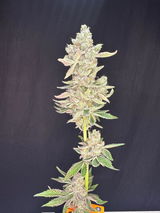 Dubisfaction review photo