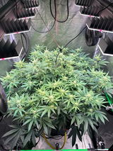 Rocki69 review photo