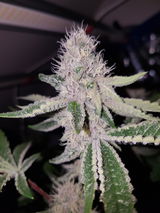 The french 420👽 review photo