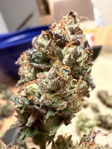 Kapo review photo