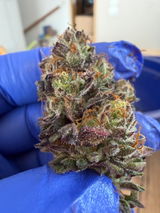 Kapo review photo
