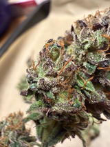 Kapo review photo