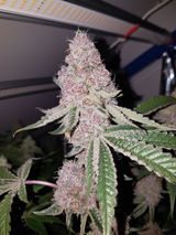The french 420👽 review photo