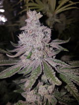 The french 420👽 review photo