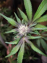The french 420👽 review photo