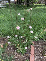Rosemary B. review photo