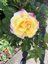 j.s. review photo