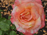 E.G. review photo