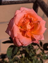 S.R. review photo