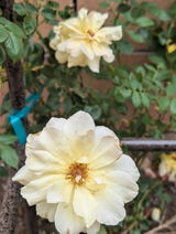 S.R. review photo