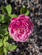 S.R. review photo