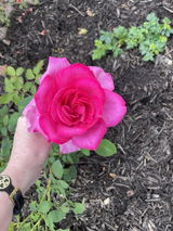 Anonymous review photo