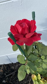Lilia review photo