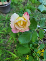 Rosa L.W. review photo